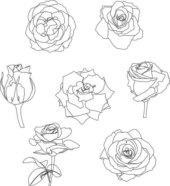 Linear roses set on white — Stock Vector