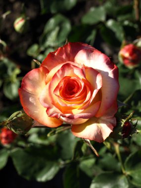 Beyaz ve kırmızı gül