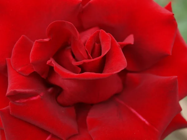 Photo of beautiful red  rose in the garden — Stock Photo, Image