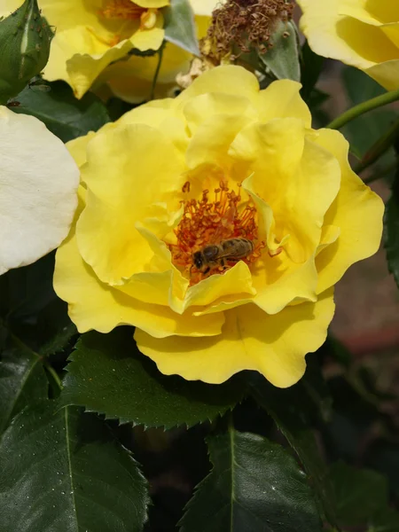 花园里美丽的黄玫瑰的照片 — 图库照片