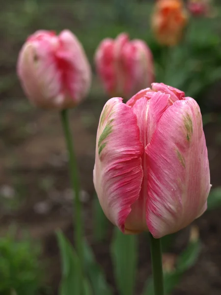 粉红色和白色的郁金香花 — 图库照片