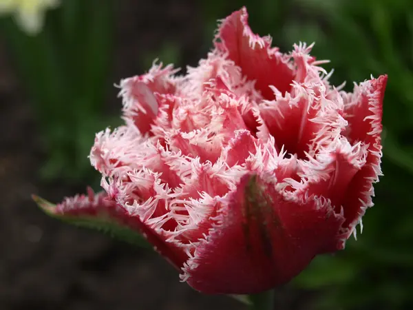 红白相间的郁金香花 — 图库照片