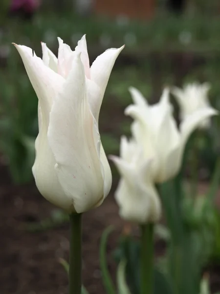 白色郁金香花 — 图库照片