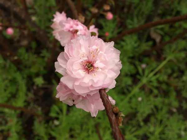 布什与粉红色的春天的花朵 — 图库照片