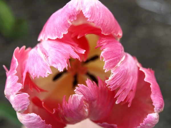 粉红色和白色的郁金香花 — 图库照片