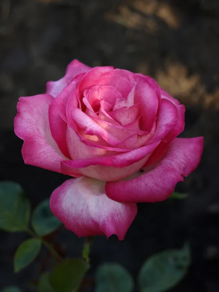 Foto de rosa hermosa en el jardín — Foto de Stock