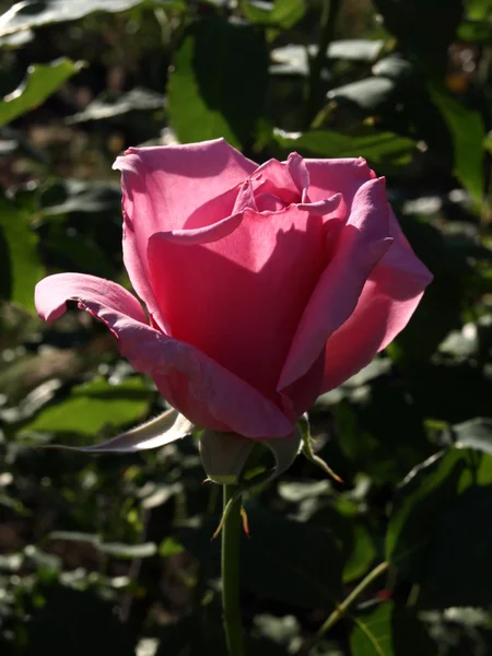 Foto de rosa hermosa en el jardín — Foto de Stock
