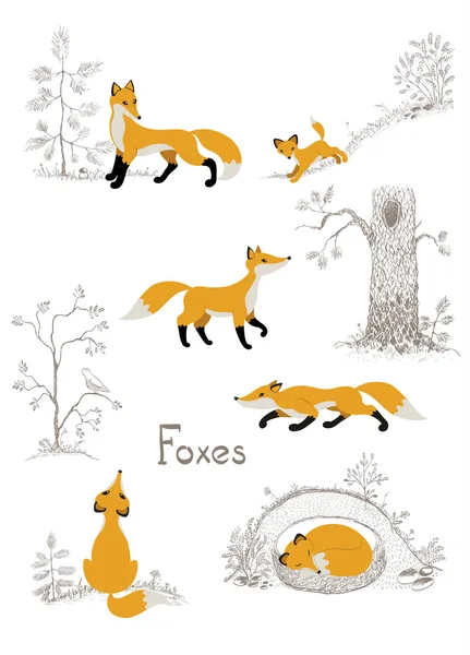 Foxes in the forest — Stock Vector