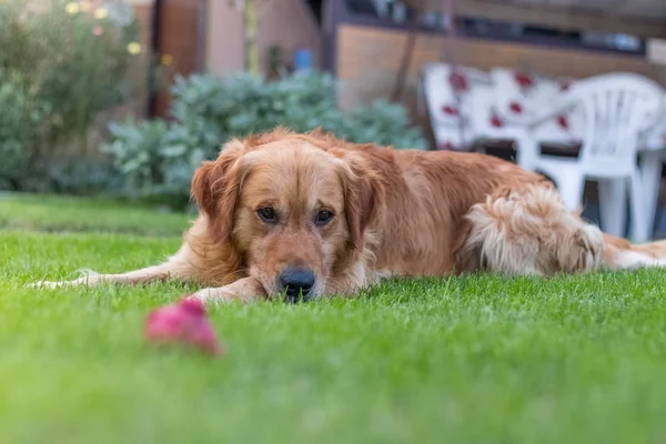 Golden retriever está cansado. —  Fotos de Stock