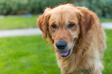 Mutlu golden retriever