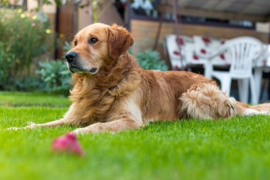 Golden retriever evde çim üzerinde yalan