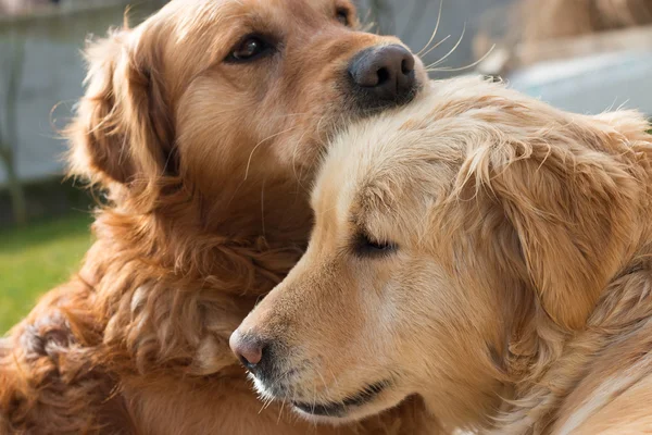 Amor entre cães — Fotografia de Stock