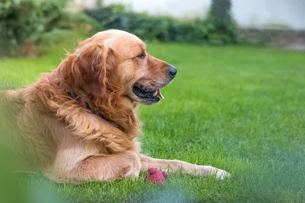 Vista lateral Golden retriever —  Fotos de Stock