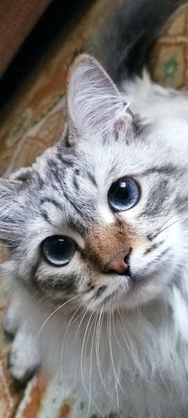 güzel pofuduk evcil kedi