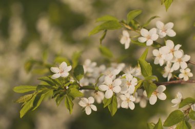 Kapalı kapılar ardında çiçek açan bir bahar ağacı.