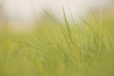 Yeşil çimenli bahar veya yaz arkaplanı