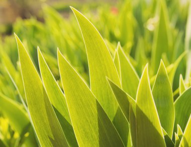 Yeşil çimenli bahar veya yaz arkaplanı