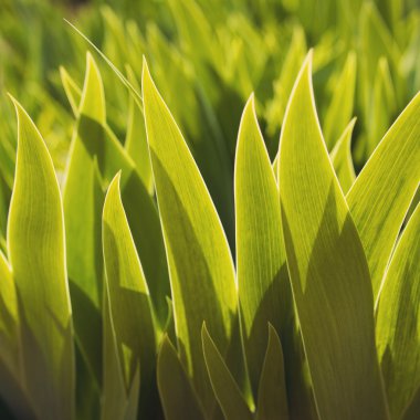 Yeşil çimenli bahar veya yaz arkaplanı