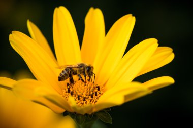 çiçek nektarı içmeye meşgul arı