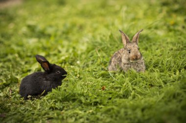 Yeşil çimenlerin üzerinde iki küçük tavşan