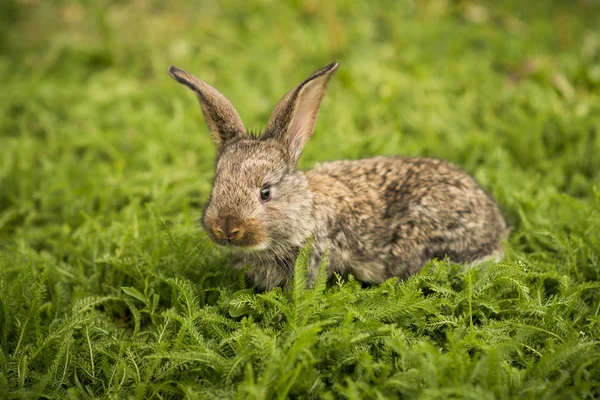 Little rabbit on green grass — Stock Photo, Image