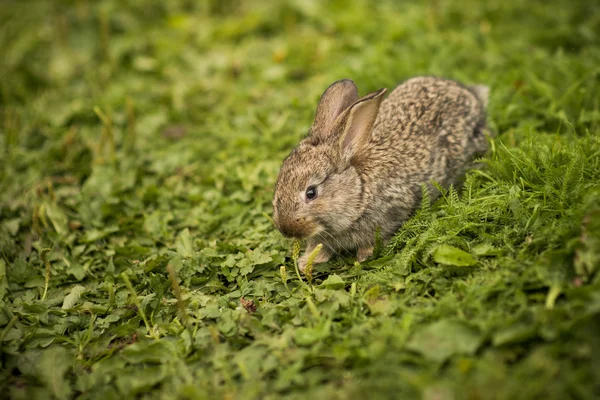 Pequeno coelho na grama verde — Fotografia de Stock