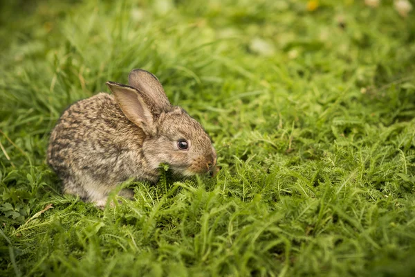 Pequeno coelho na grama verde — Fotografia de Stock