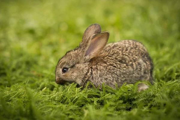 Pequeno coelho na grama verde — Fotografia de Stock