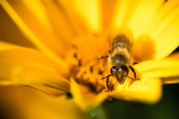 Een honingbij drukke drinken nectar uit de bloem — Stockfoto