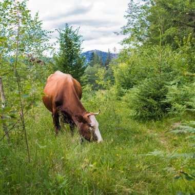 İnekler yeşil ahşap üzerine