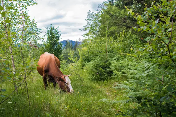 Vacas en madera verde —  Fotos de Stock