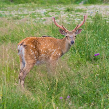 Güzel bir bahçede geyik