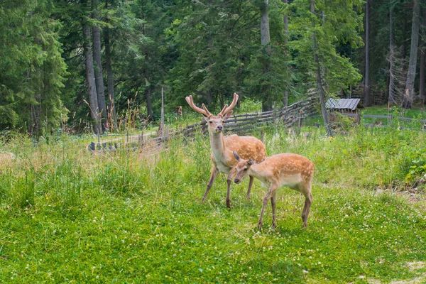 Un par de ciervos en un hermoso césped — Foto de Stock