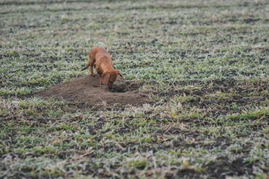 Kış sabahı ise avcılık açık havada içinde doğurmak dachshund köpek