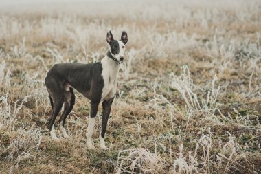 Açık havada avcılık iken greyhound doğurmak köpek