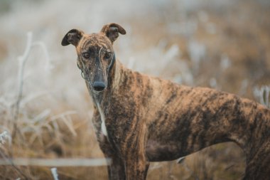 Açık havada avcılık iken greyhound doğurmak köpek