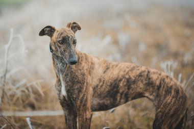 Açık havada avcılık iken greyhound doğurmak köpek