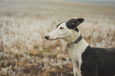 Açık havada avcılık iken greyhound doğurmak köpek