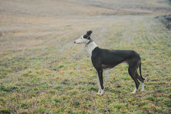 Windhond rashond terwijl jacht buitenshuis — Stockfoto