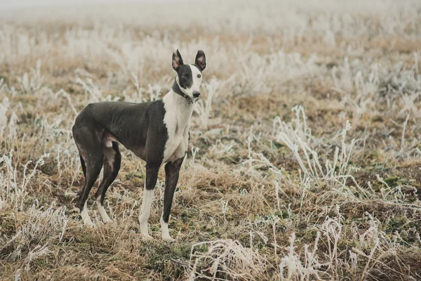 Windhond rashond terwijl jacht buitenshuis — Stockfoto