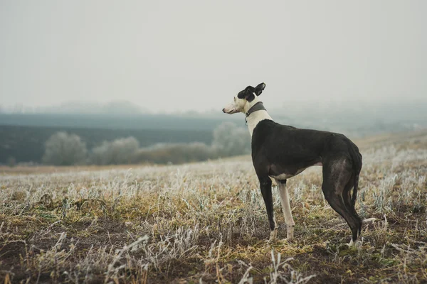 Greyhound breed dog while hunting outdoors — Stock Photo, Image