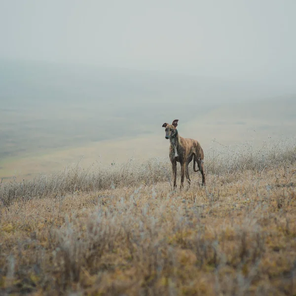 Greyhound raça cão enquanto caça ao ar livre — Fotografia de Stock