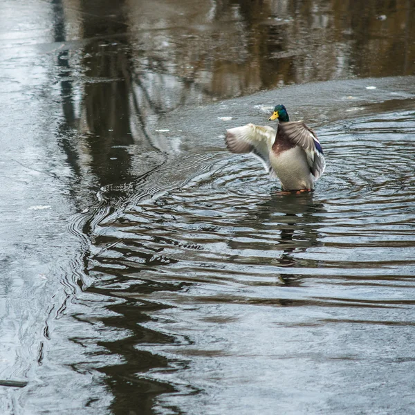 Lonely mallard duck swimming in water — Stock Photo, Image