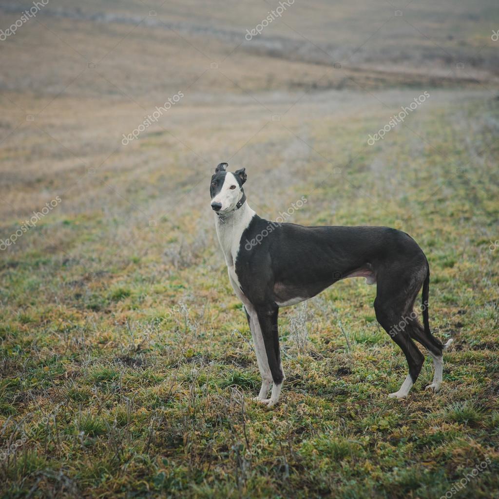 Chien De Race Lévrier Tandis Que La Chasse à Lextérieur