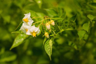 Patates çalısı beyaz çiçeklerle çiçek açıyor.