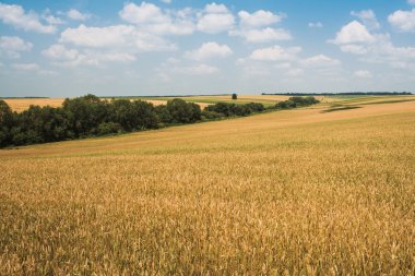 Mavi gökyüzü ile altın buğday tarlası