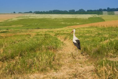 Beyaz leylek uçar gökyüzünde yüksek alan