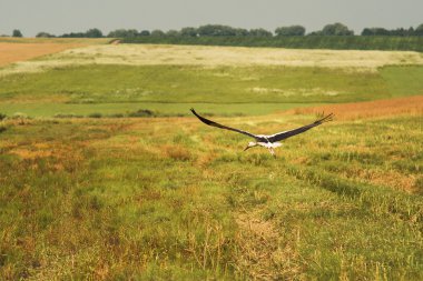 Beyaz leylek uçar gökyüzünde yüksek alan
