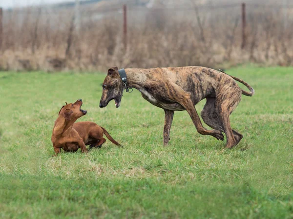 Teckel in een spel met Greyhound in een weide — Stockfoto