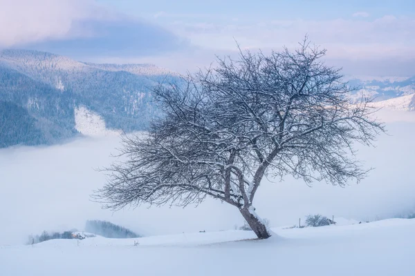 Vackert vinterlandskap i Karpaterna — Stockfoto
